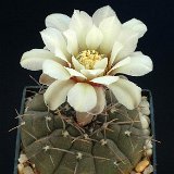 Gymnocalycium bodenbenderianum riojense ©Georges Marchand (PG, Argentina).jpg